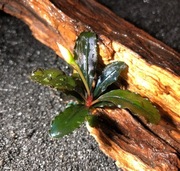 Bucephalandra sp. Brownie Blue, emersyjna 4-8 cm, również bez CO2
