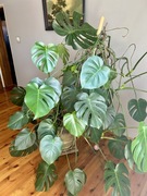 Monstera duża doniczkowa