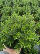 Hebe sadzonki 3 odmiany