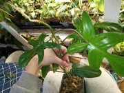 philodendron florida beauty variegata regres-ciety duży szczyt