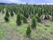 TUJE SZMARAGD 140-160cm Hurt