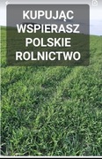Ostatnie kilogramy Żyto ozime na poplon ziarno poplon 20 kg POLSKIE ŻYTO