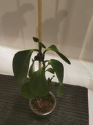 Peperomia - zielona sadzonki
