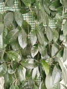 Hoya carnosa. Woskownica