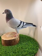 Gołębie pocztowe. Super materiał do rozpłodu . Knapik Piotr i Tomasz