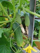 Ogórki gruntowe  rwane świeżo pod zamówienie Tania wysyłka 