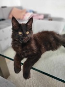 Piękny Kociak Maine Coon