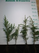 Cedr libani / himalajski 30 cm 60 cm