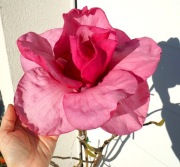 MAGNOLIA FELIX JURY * DUŻY OKAZ - KWITNĄCY * CUDO