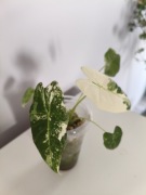 Alokazja frydek variegata 