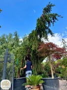 Picea abies Inversa Pendula, Świerk pospolity, 400-450cm, C375