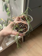 Hoya LINEARIS | rajski must have