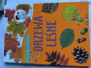 Młody obserwator przyrody – drzewa leśne