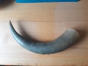 PIĘKNY RÓG BAWOŁU - 2  SZTUKi  !