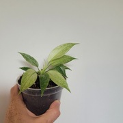 Philodendron Florida Ghost 