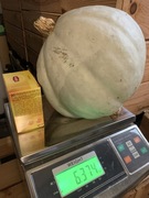 Dynia Hubbard Blue 6 kg