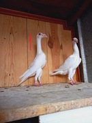 karier kariery gołębie