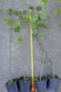 Lipa drobnolistna, sadzonka 70- 80cm.