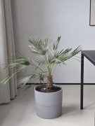 Palma wraz z donicą