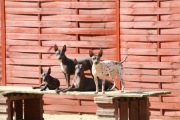 American Hairless Terrier Nagi Pies ZKwP