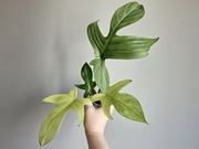 Philodendron filodendron florida ghost hydroponika nr1