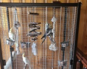 Sprzedam papugi Nimfy 3 szt