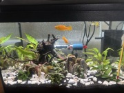 Akwarium z akcesoriami i rybkami