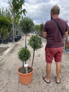 Olea Europaea, Oliwka europejska, na potrójnym pniu