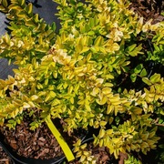 SUCHODRZEW ŻÓŁTO-ZIELONY  okrywowy skarpa donica