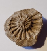 Odcisk amonit  okres jura? kreda?