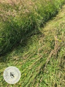 1kg/Sianko 2025 łąkowe z tymotką dla królika i świnki morskiej-Kraina Siana