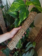 Palik z mchem do roślin moss pole sphagnum