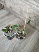 Hoya picta,dickasoniana weebella