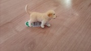 Schleich 16396 golden retriever 