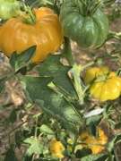 Pomidor Yellowstone nasiona kolekcjonerskie