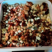 Przepiórki japońskie mix ras "jednodniówki" dostępne od 17 listopada