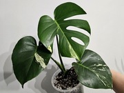 Monstera Noid Mint naturalny nie tc