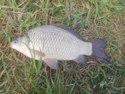 Karaś, japoniec, bękart żywiec 8-14 cm