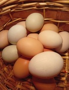 WIEJSKIE JAJKA ROZMIAR L ,ŚWIEŻE, NATURALNE, SWOJSKIE, Z BESKIDU NISKIEGO