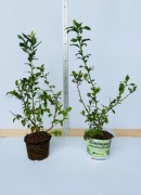 Borówka Amerykańska DUKE, sadzonka 3 letnia (CAC) 1.5l