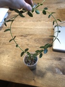 Hoya Cumingiana hoja