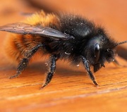 Pszczoła murarka ROGATA kokony pszczoły murarki rogatej 50 sztuk