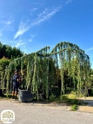 Cedrus atlantica Glauca Pendula, Cedr atlaski, obw.30-45cm, pień 180cm