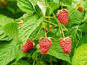 Ekologiczna malina Zamo