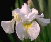 Irys syberyjski 'Elegance and Simplicity' Iris sibirica