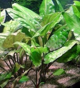 CRYPTOCORYNE Kryptokoryna DUŻE Sadzonki 15-30 cm 