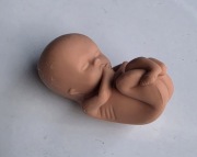 Figurka silikonowa dziecko model edukacyjny ciąża nienarodzone