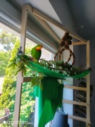 Pięknie wybarwiony samczyk ubarwienie zielono- morskie