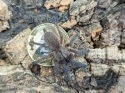 Monocentropus balfouri L3/L4 ptasznik