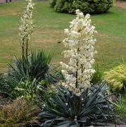 Juka Karolinska Ogrodowa - Yucca Filamentosa